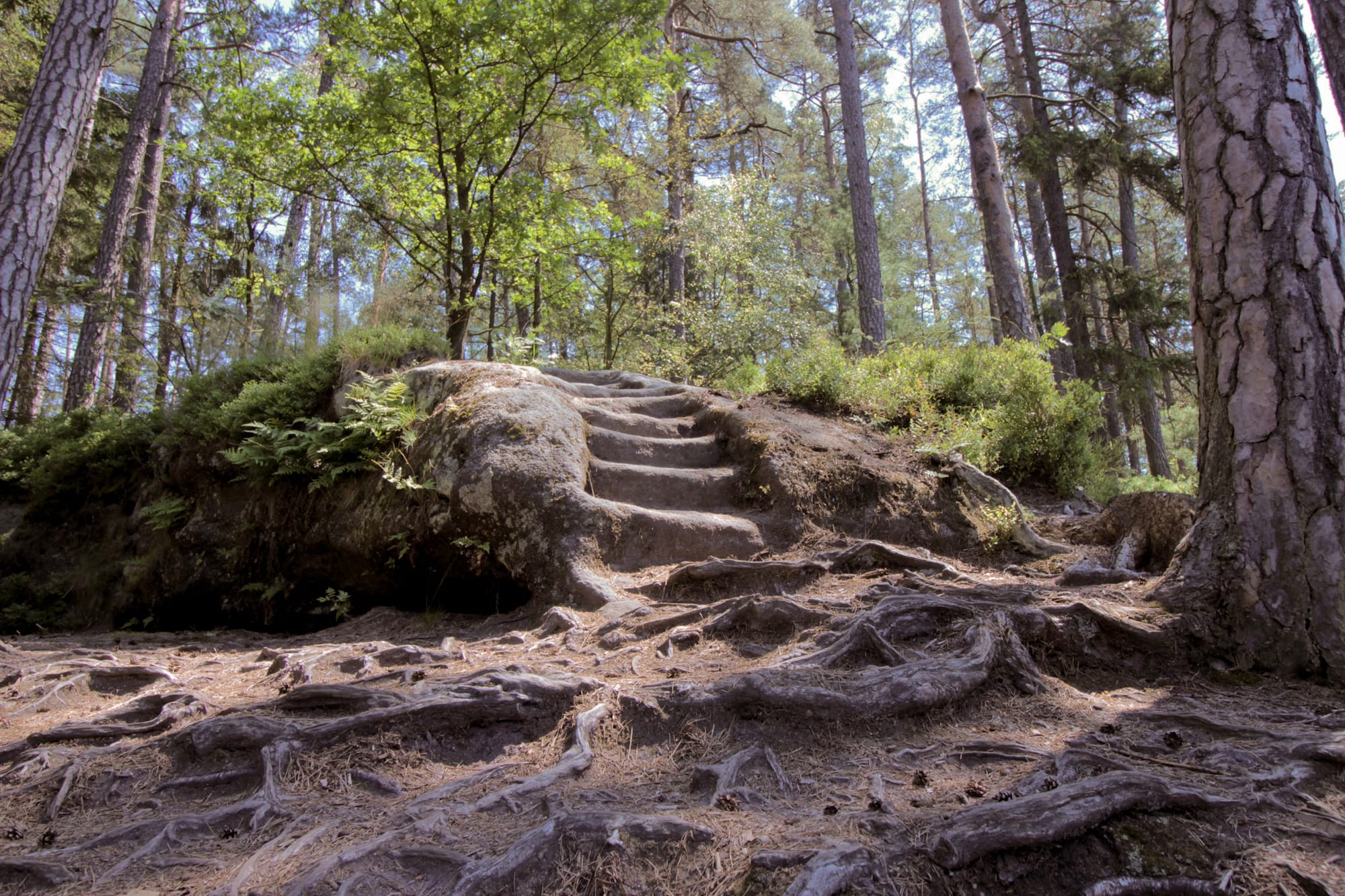 Ein Waldweg mit ausgetretenen Stufen und Wurzeln eines Baumes in der Böhmischen Schweiz.