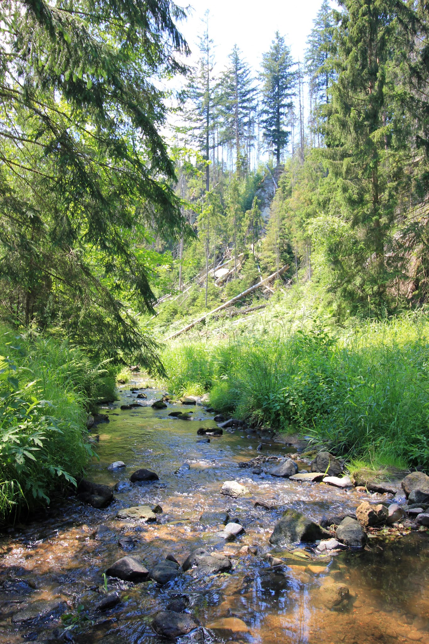 Ein schmaler Fluss, umgrenzt von Bäumen und Gräsern, in der Böhmischen Schweiz.