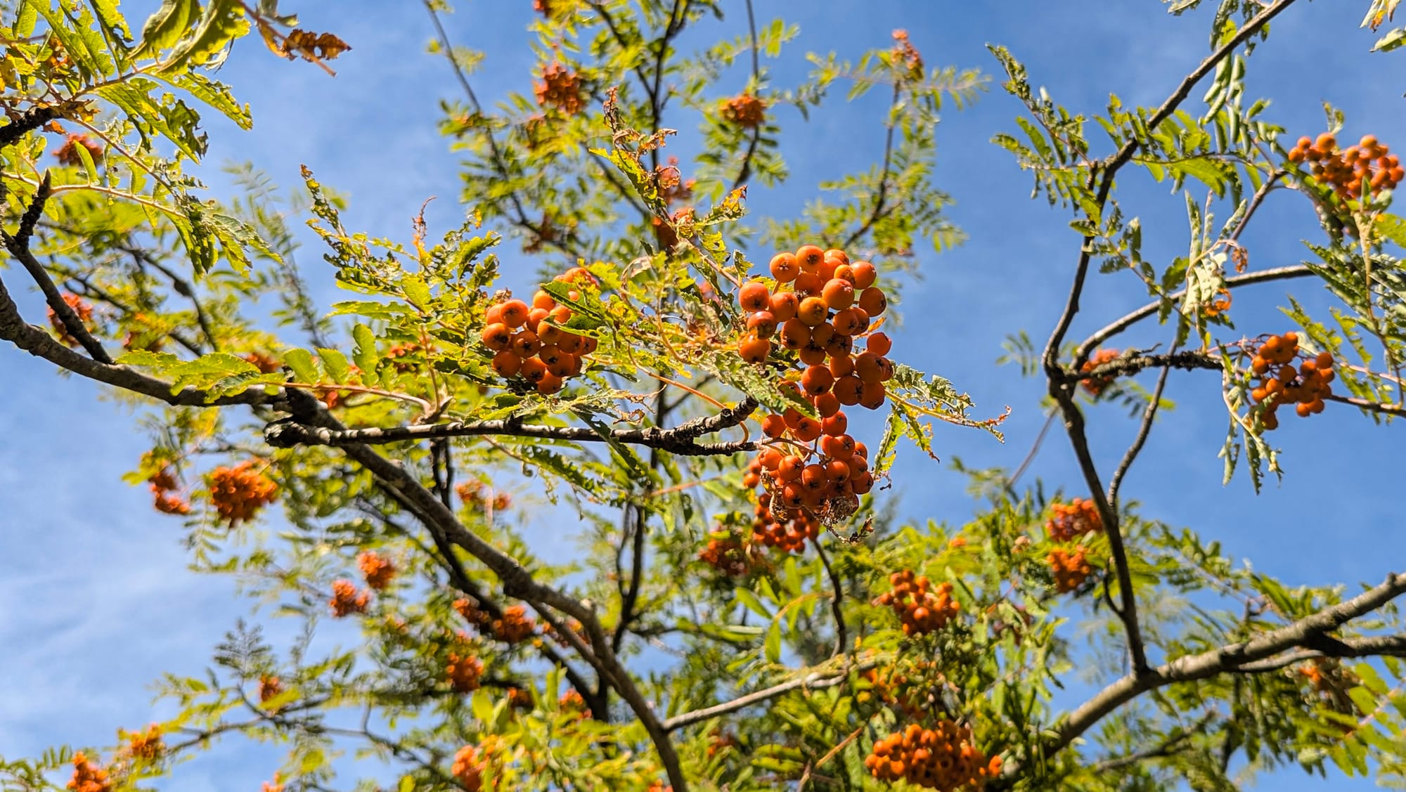 Eine Eberesche mit leuchtend orangen Beeren an den Zweigen.
