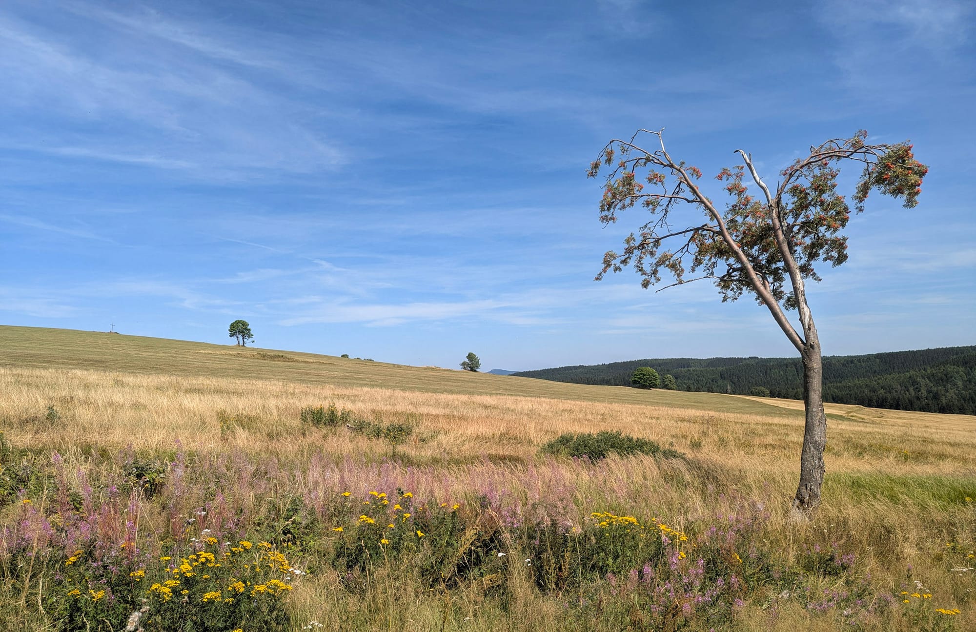 Bergwiese mit einzeln stehenden Bäumen im Erzgebirge.