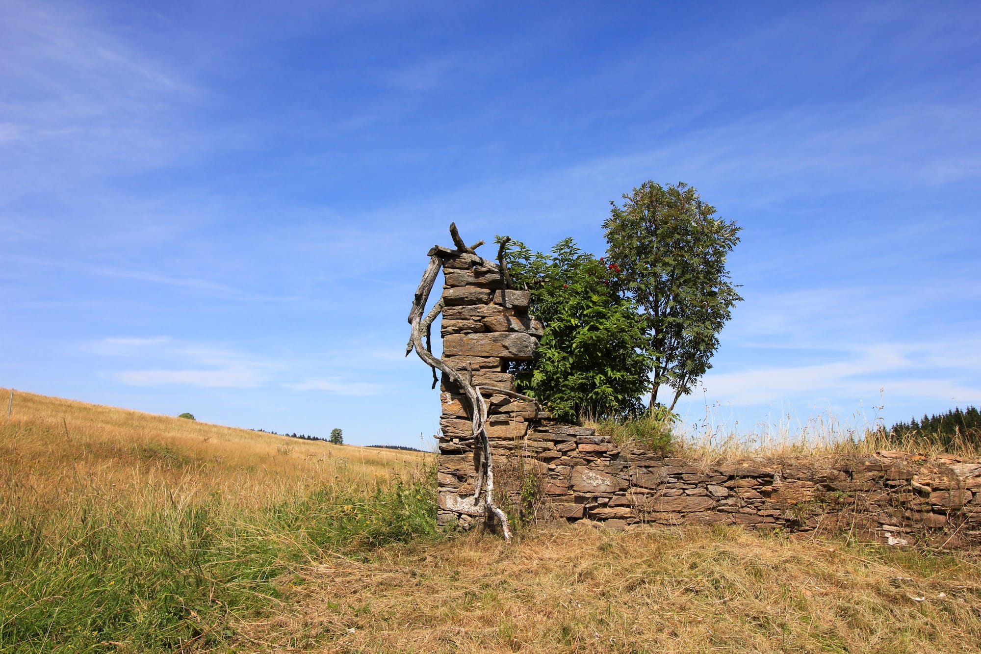 Mauerstück mit abgestorbenem Baum in Königsmühle.