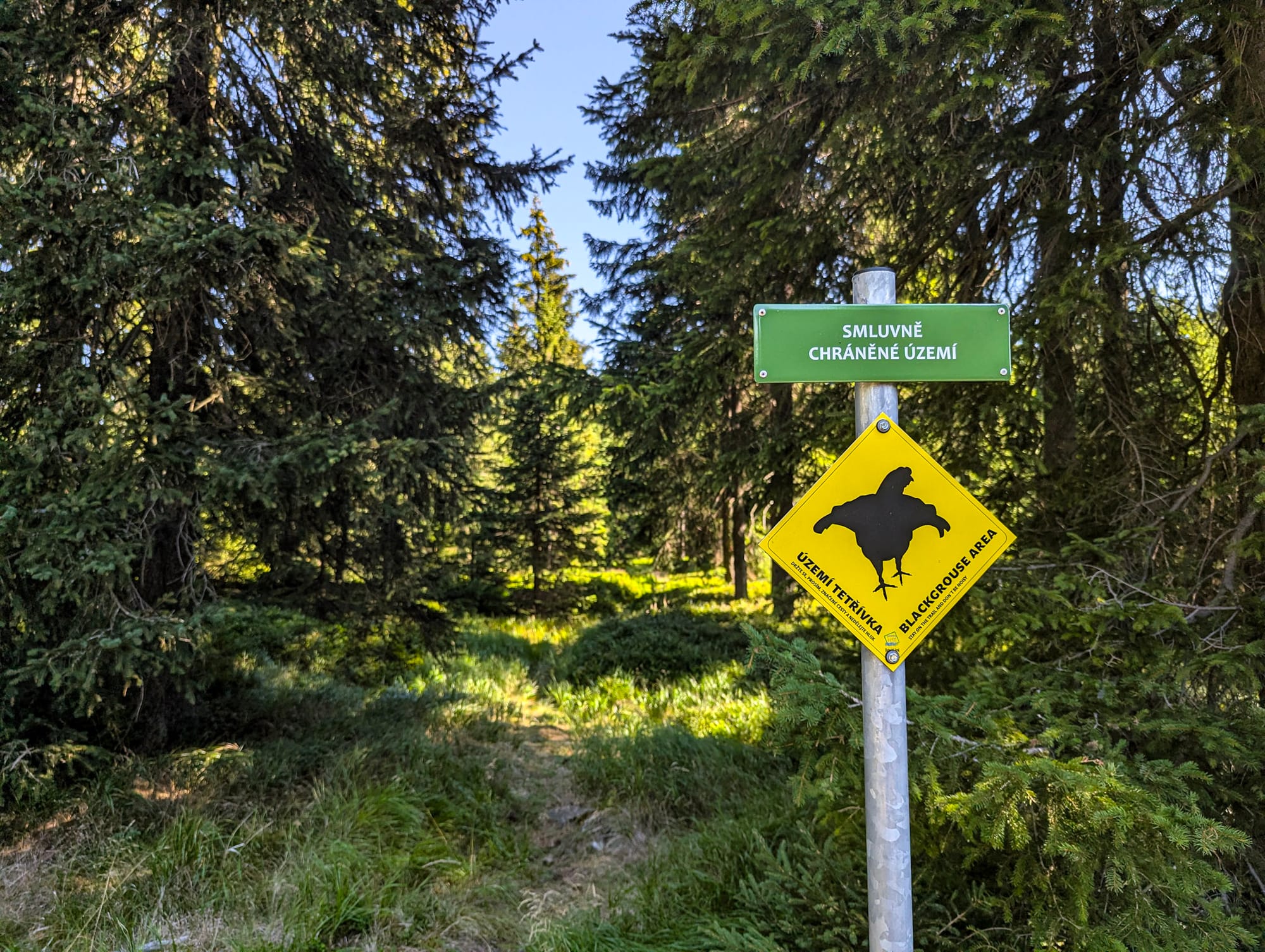 Wald mit Schild das auf das Vorkommen von Birkhühnern hinweist.